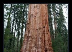 Enlace a Mis respetos, GENERAL SHERMAN