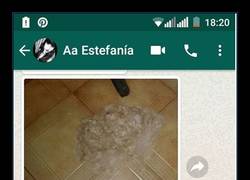 Enlace a Rapa a su perro y reta a su hermana a hacer otro perro con el pelo sobrante