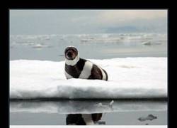 Enlace a Y por desgracia, la foca rayada está en peligro de extinción