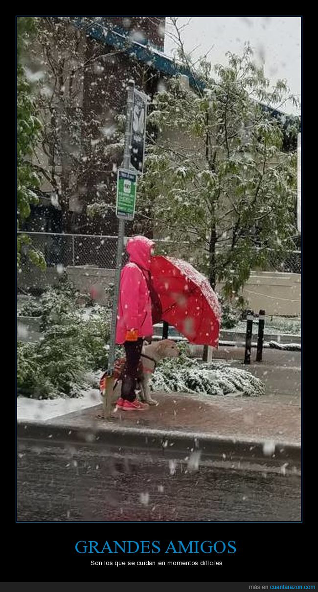 amigo,chica,nevar,nieve,paraguas,perro
