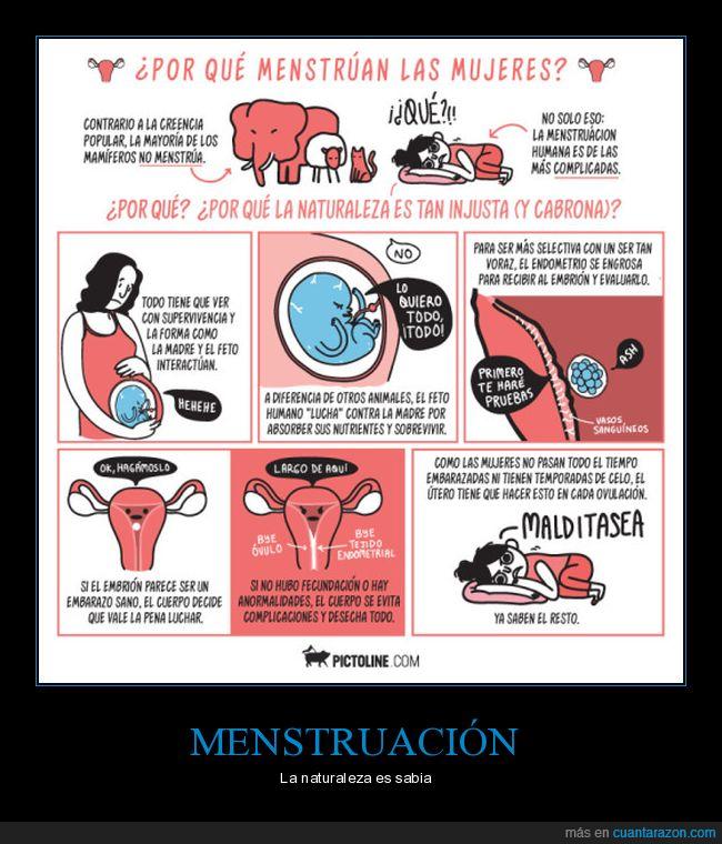 menstruación,mujer,chica,embarazo,zigoto,embrión