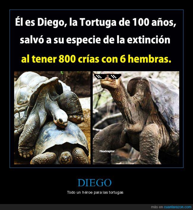 Diego,héroe,reproducción,tortuga