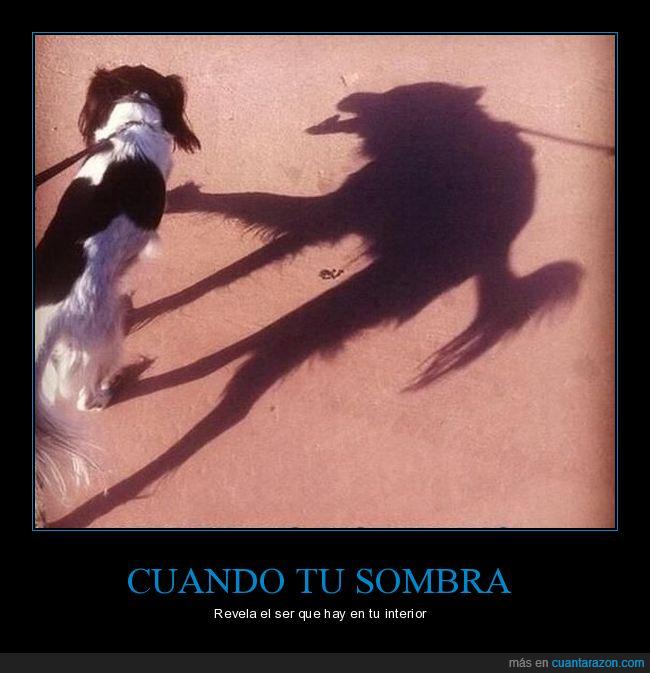 perro,sombra