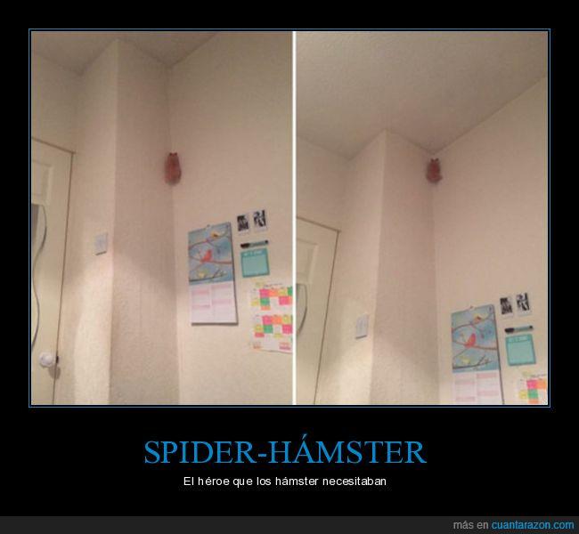 hámster,héroe,spider-hámster,araña