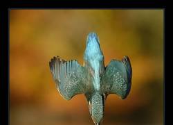 Enlace a Tardó 6 años y 720000 intentos pero logró la foto perfecta