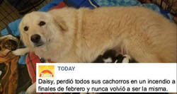 Enlace a Daisy la perra que ha demostrado tener más sentimientos que muchos humanos