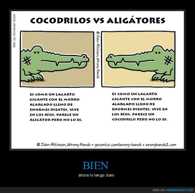 cocodrilo,aligátor,saurópsidos