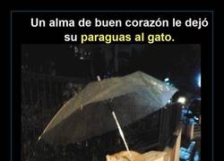 Enlace a Un corazón que no le cabe en el pecho