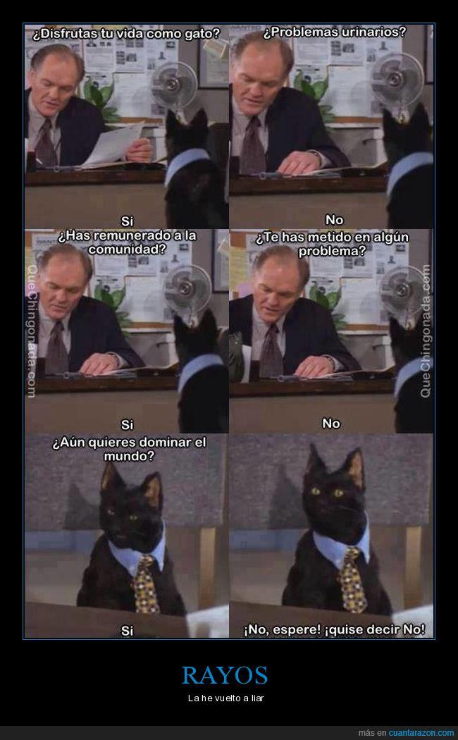 Salem,sabrina,gatos,humor