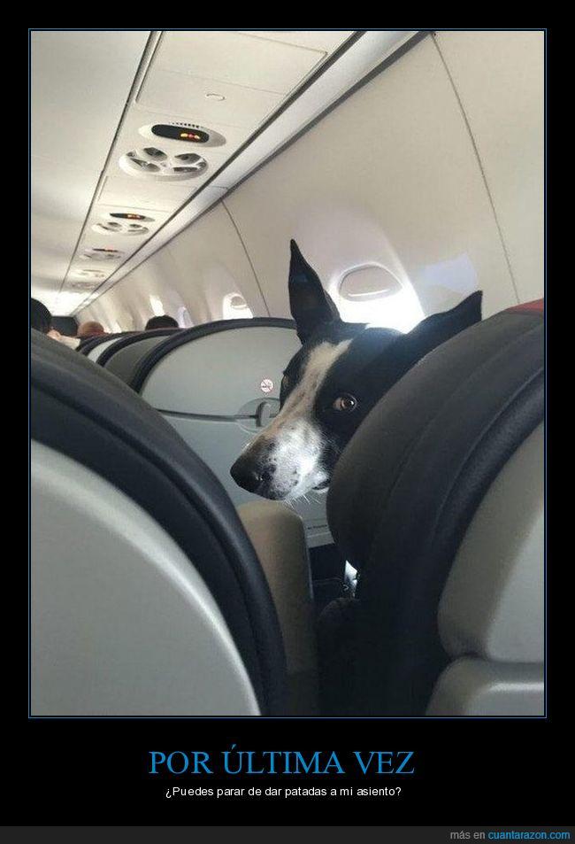perro,avión,desafiar asiento