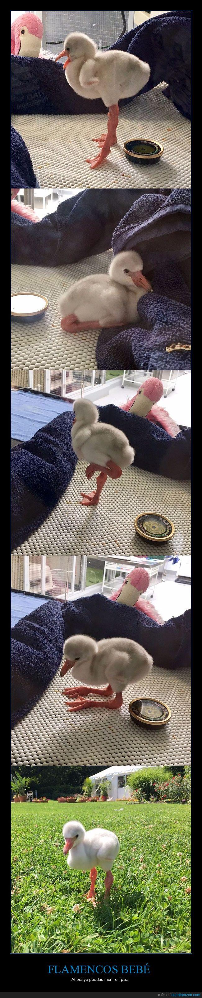 bebé,flamenco,flamingo,plumas