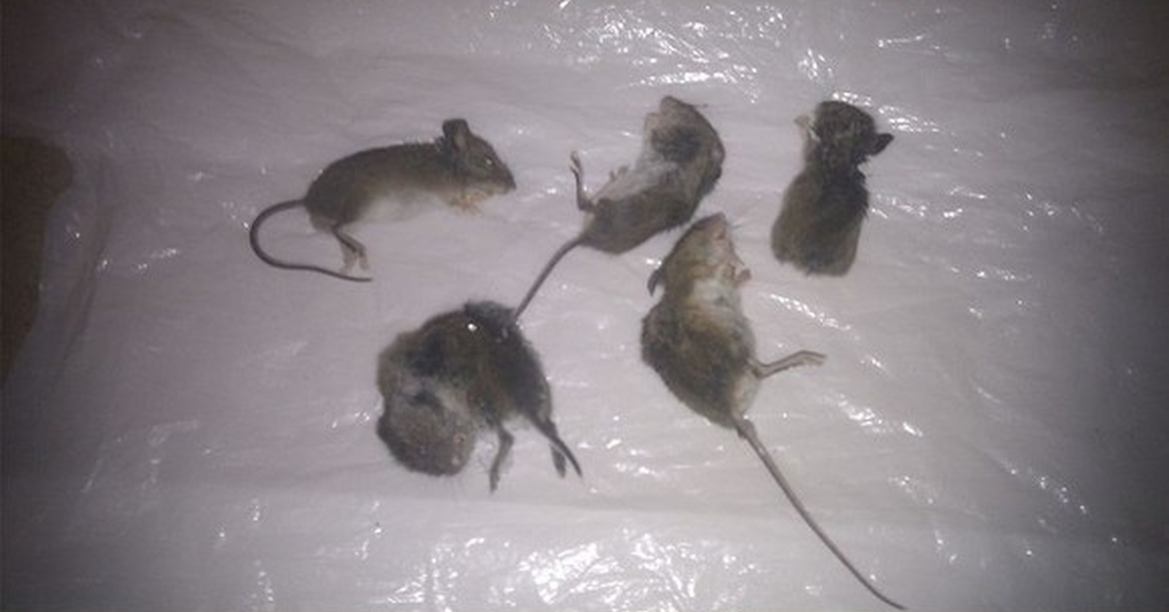 Писк мыши громкий. Мертвая мышь в квартире фото.
