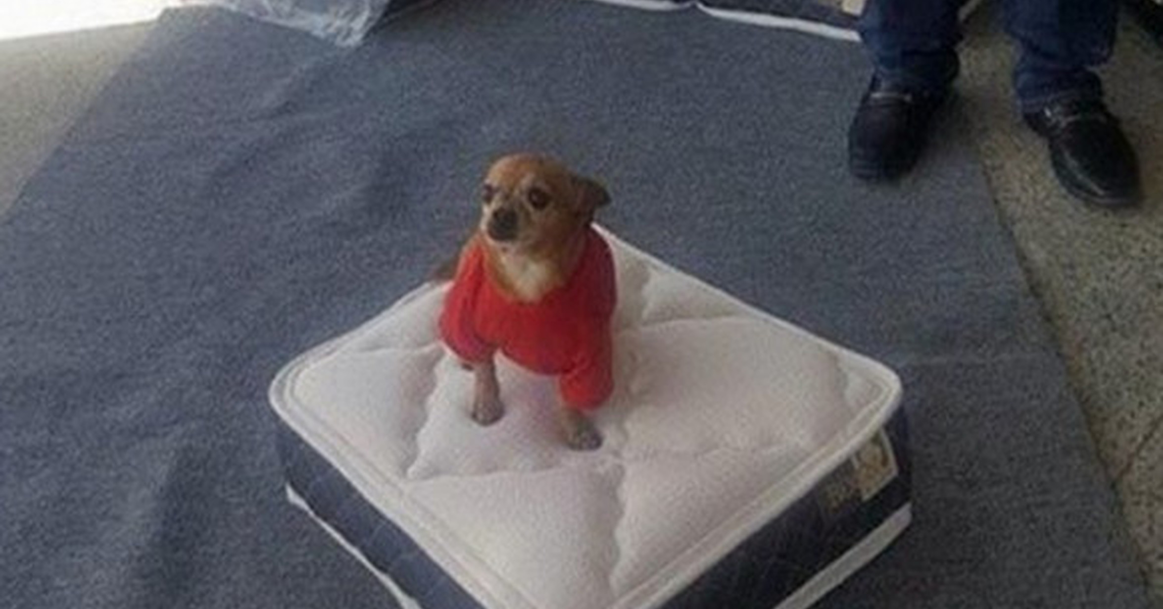 Mini colchones para perros deals