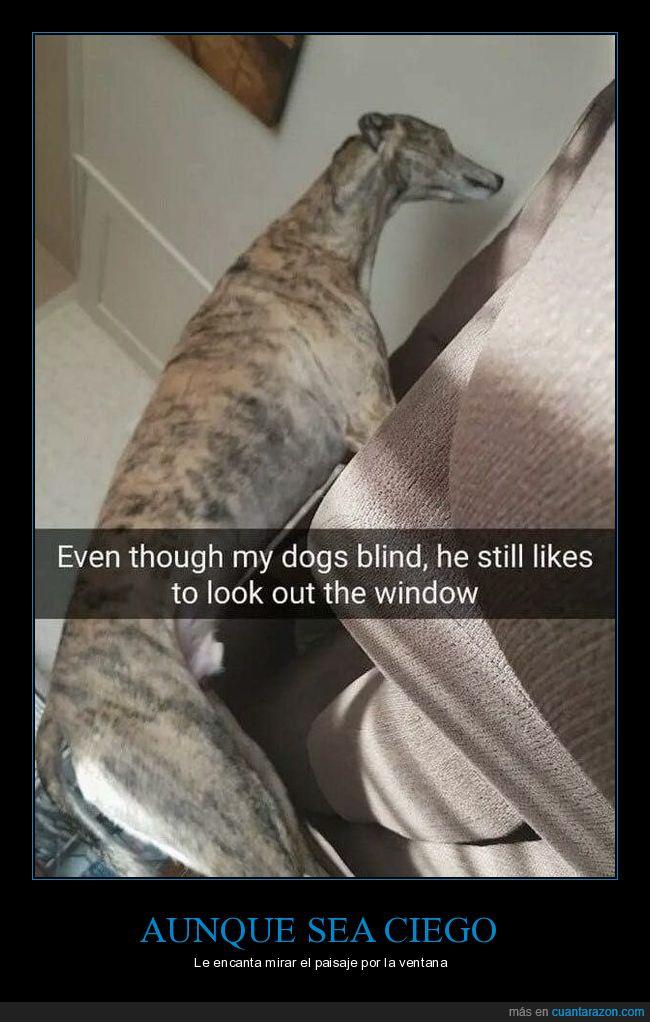 galgo,humor,perro ciego,ventanas