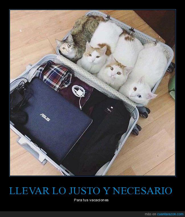 gatos,maleta