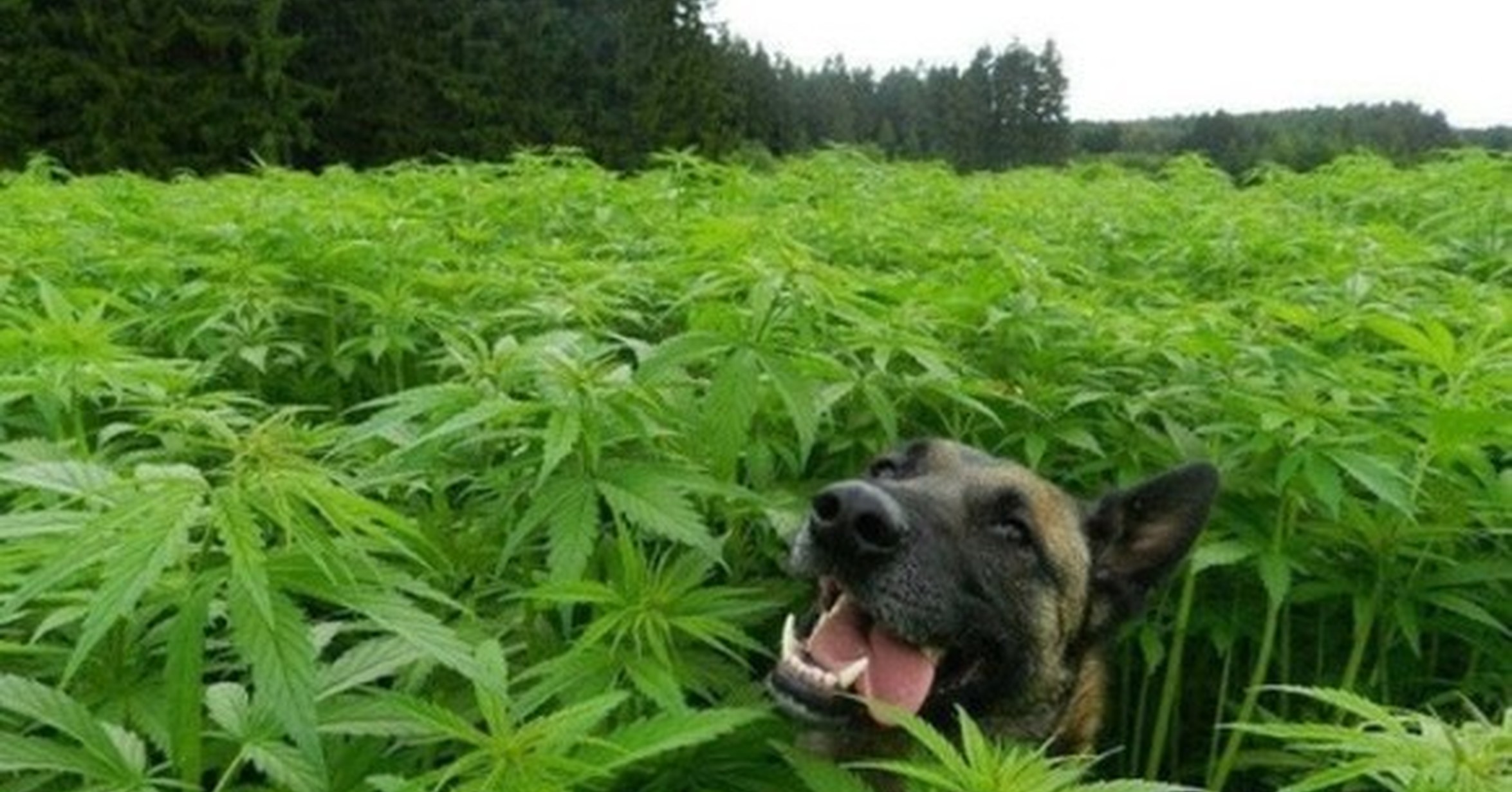 Трава для кошек, 30г (цв) о. Какую траву едят собаки. Трава которую едят собаки. Собака ест зелень. Какую траву давать собакам.