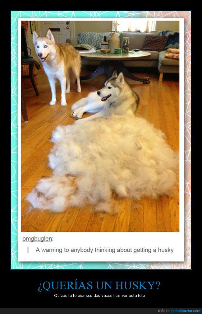 pelo,husky,acumulación,peludo,perro