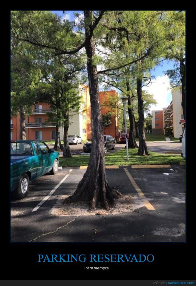 parking,plaza,árbol