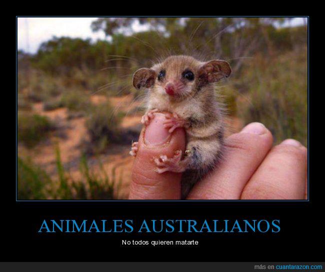 animalejo,marsupial,australia