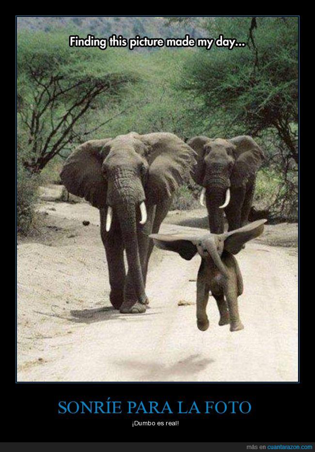 dumbo,elefante,saltar,contento
