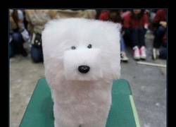 Enlace a En Japón se pone de moda cortar el pelo a los perros como un cubo... malditas modas