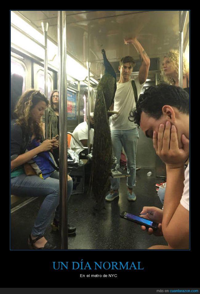 metro,newyork,nyc,pavo real