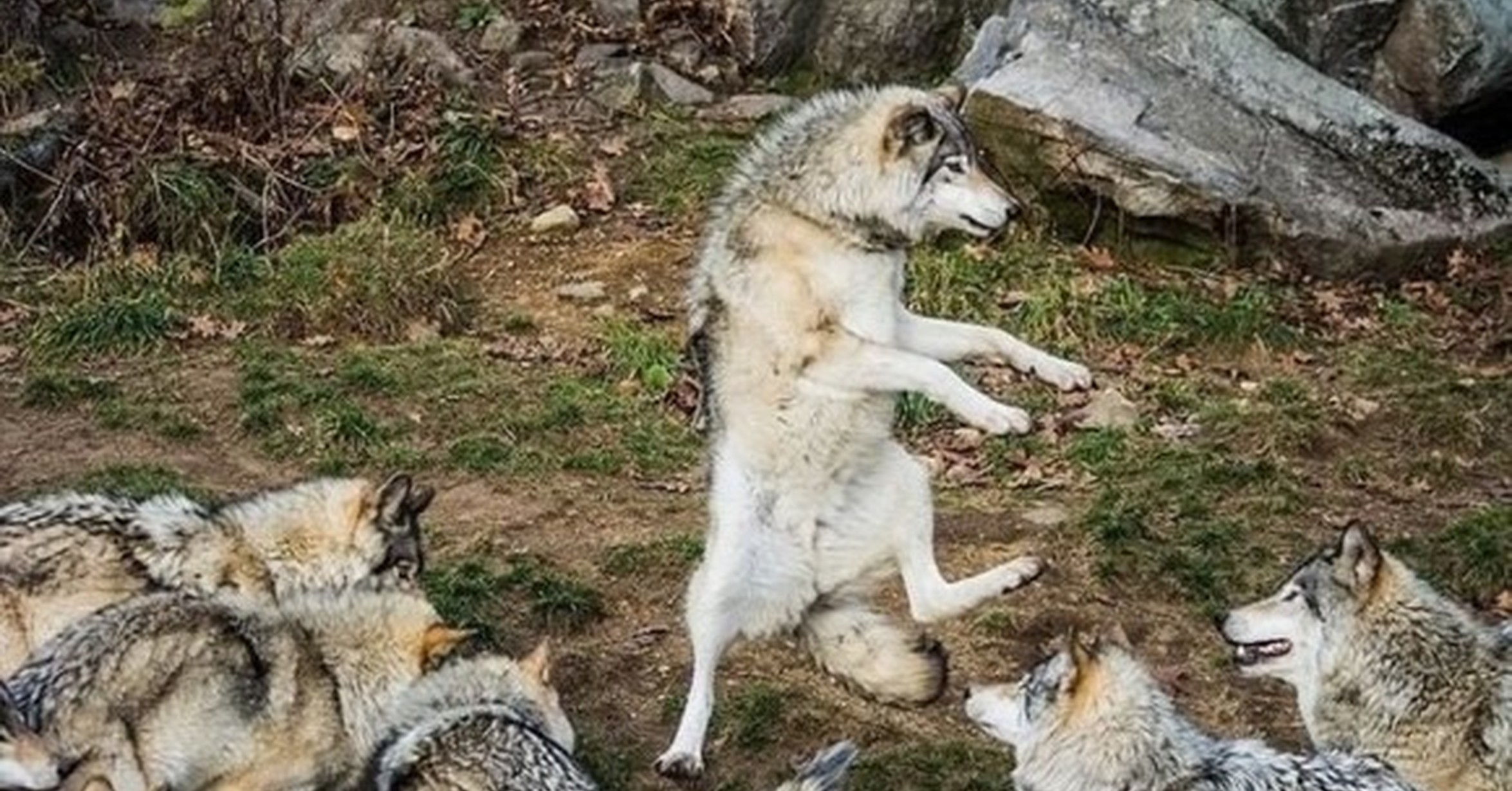 ¡Cuánta razón! / Thriller, thriller night!