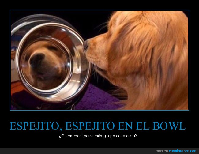 perro,bowl,espejo