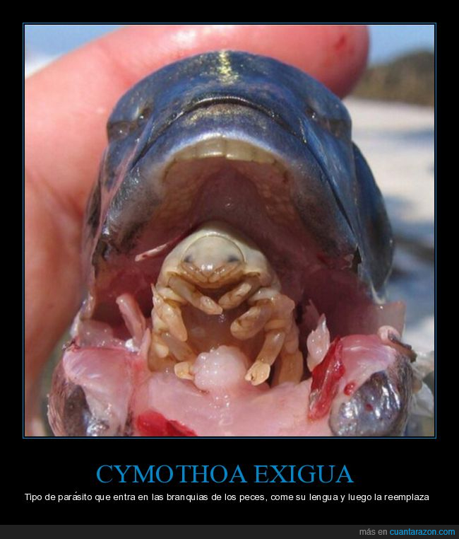 pez,parásito,troll,cymothoa exigua