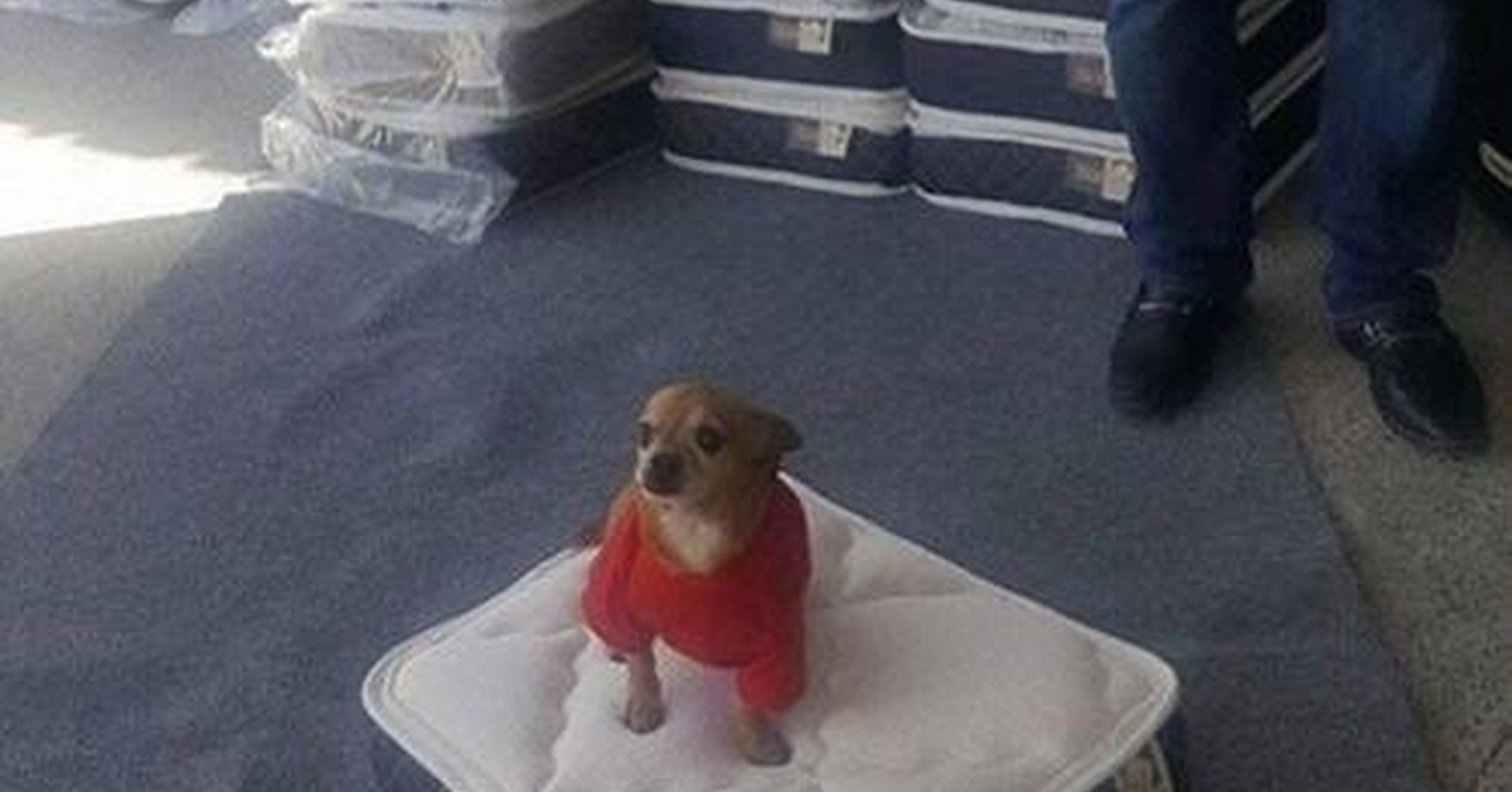 Mini colchon para 2025 perro