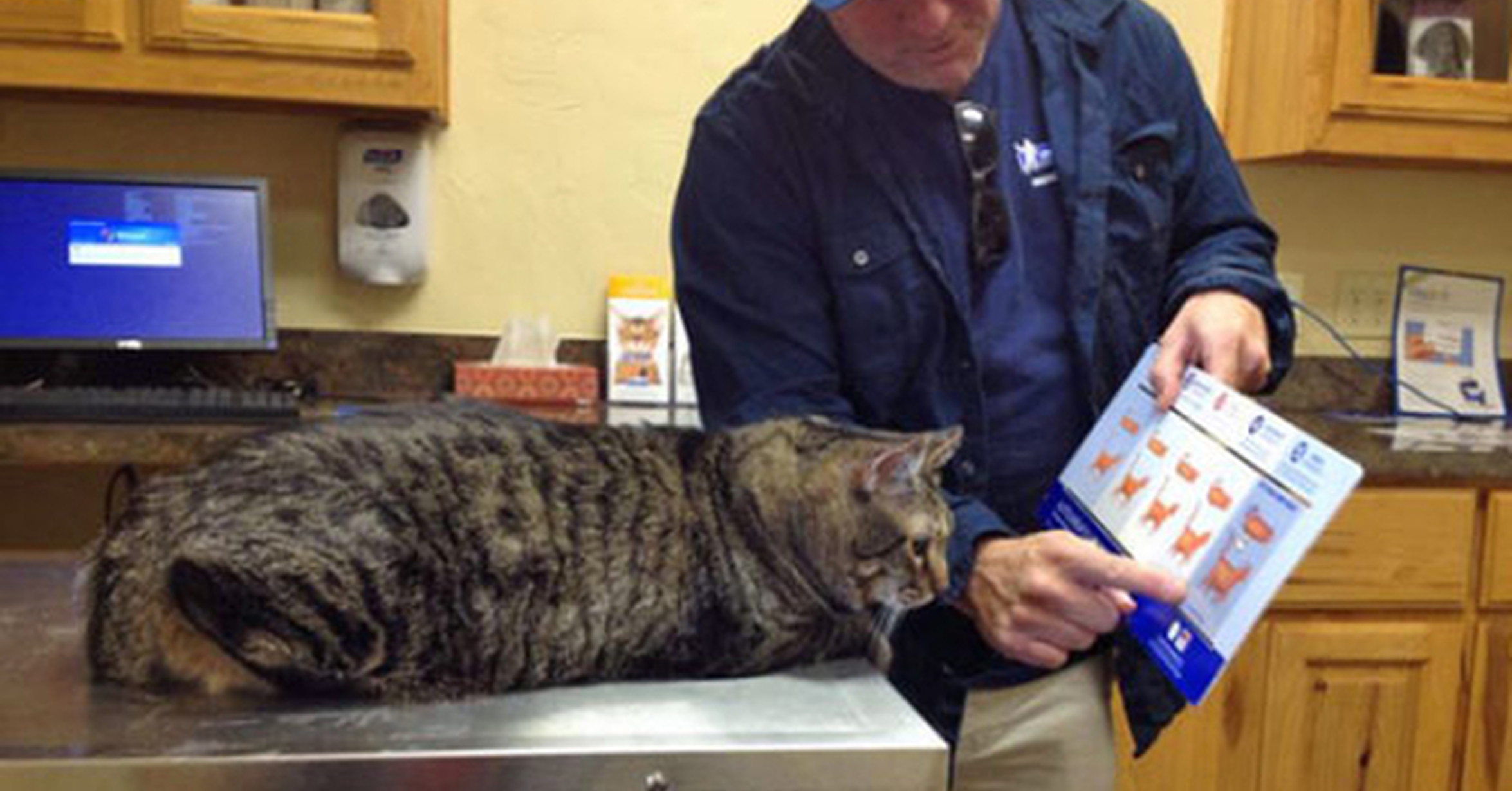 Cuantos Años Vive Un Gato Gordo