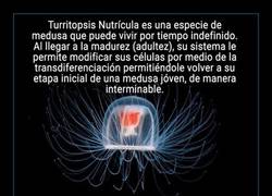 Enlace a Quizás el único ser viviente inmortal