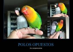 Enlace a Mi periquito de colores se ha echado una nueva novia gótica