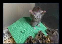 Enlace a PRIMER MANDAMIENTO