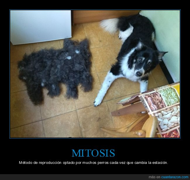 Perro,pelo,reproducción,mitosis,células