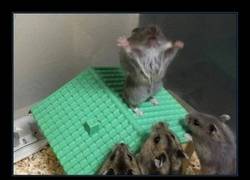 Enlace a El mesías de los roedores 