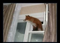 Enlace a Sí, al traducirlo pierde toda la gracia