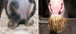 Enlace a Si estás triste, solo tienes que ver cómo les crece el bigote a los caballos