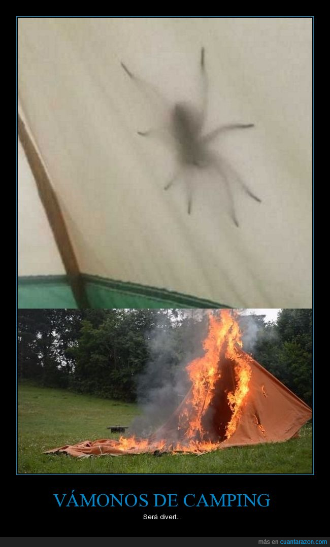 araña,camping