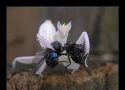 Enlace a Por algo es la reina de los insectos