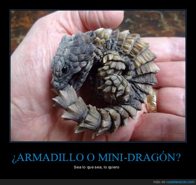 armadillo,mini-dragon,pokémon