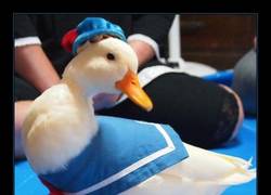 Enlace a El pato Donald de carne y hueso