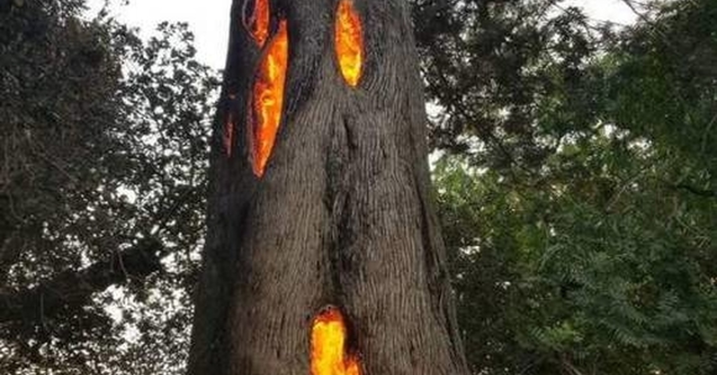 ¡Cuánta razón! / Un árbol quemándose desde adentro, Napa, California