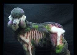 Enlace a CANICHE ZOMBIE