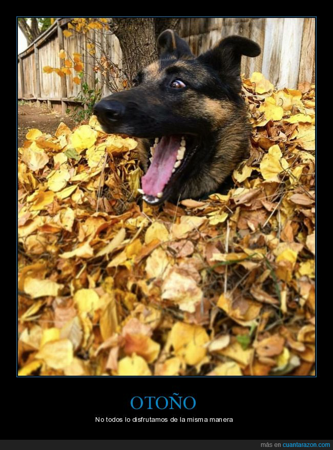 hojas,perro,otoño,disfrutar