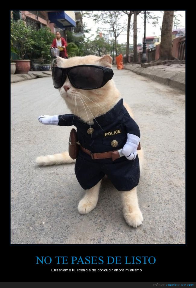 gato,policía