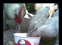 Enlace a Pollos caníbales
