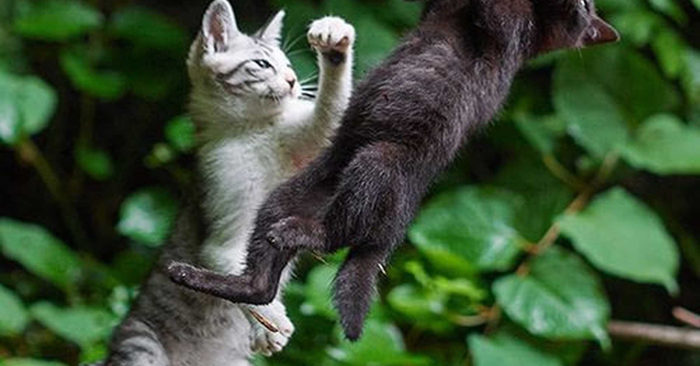 ¡Cuánta razón! / Cat Fighters 3, 2, 1...