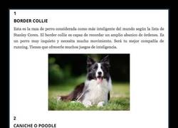 Enlace a Estas son las cinco razas más inteligentes de perros y lo que pueden hacer es alucinante