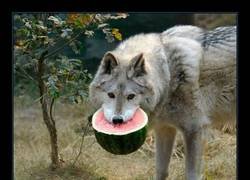 Enlace a Reeducando a los lobos